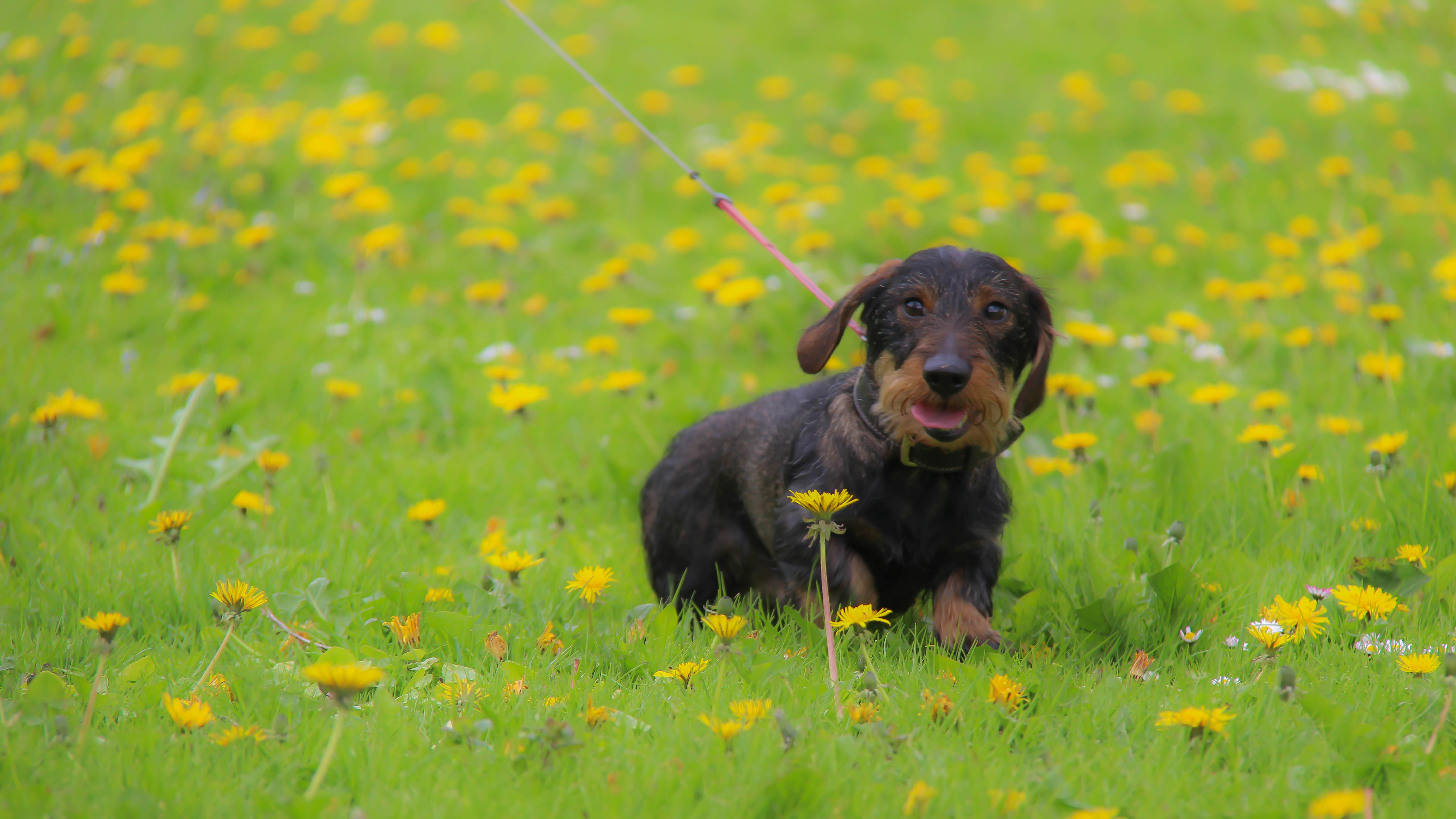 walking your puppy