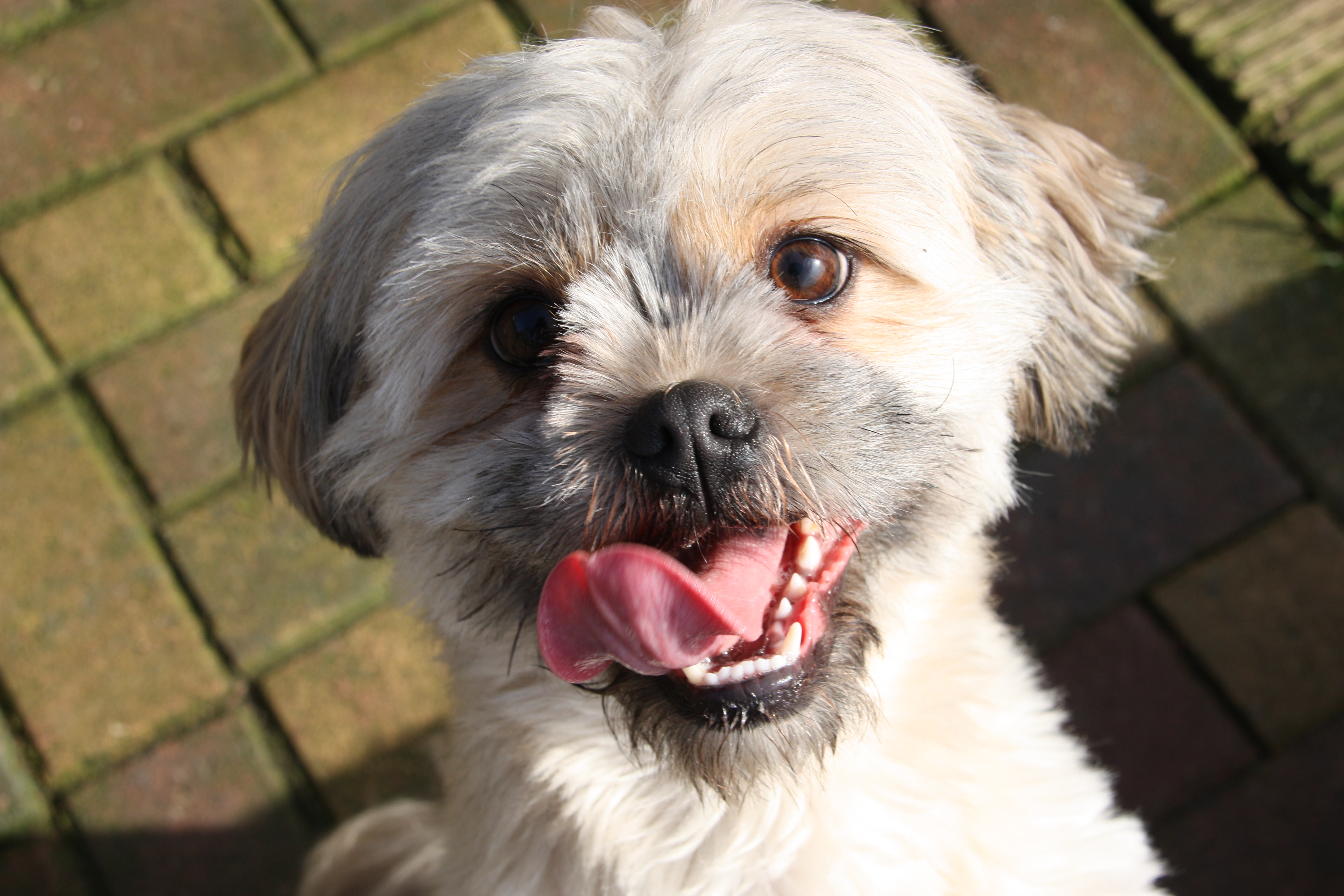 puppy training classes norwich