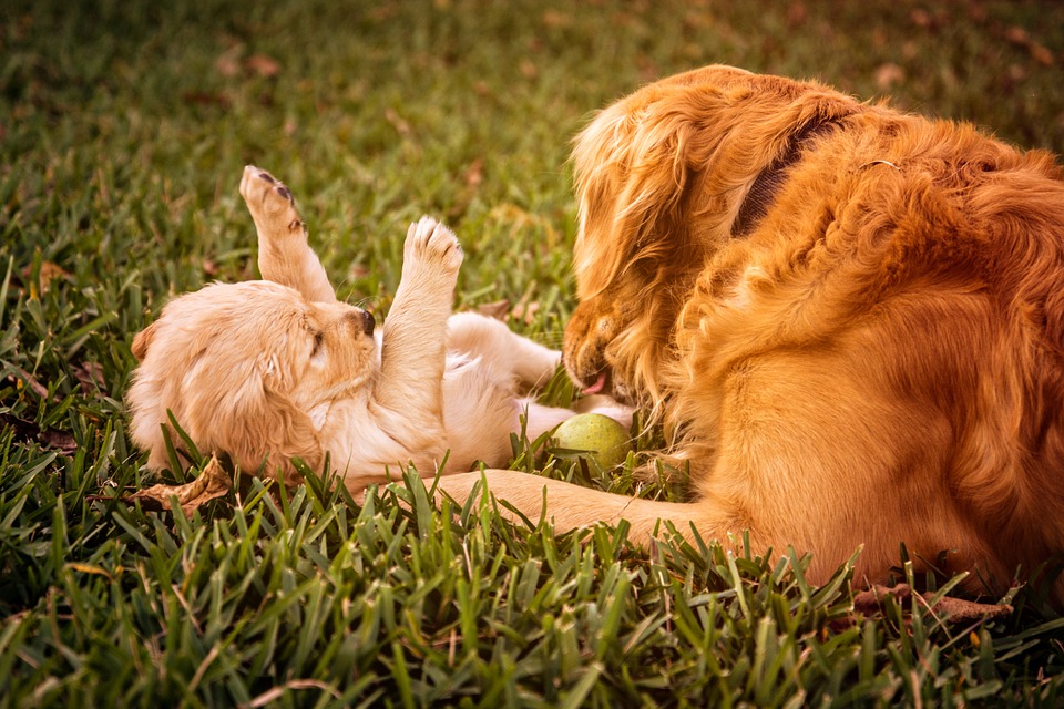 puppy training classes norwich